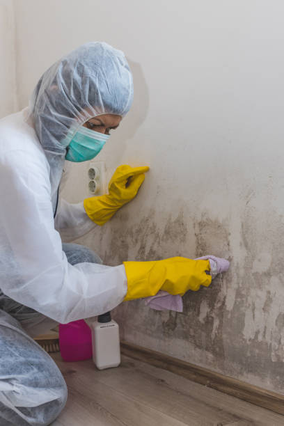  Glen Burnie, MD Mold Removal Pros