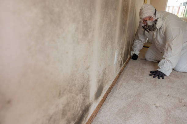 Best Mold-Related Health Consultation  in Glen Burnie, MD